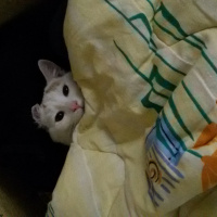 Van Kedisi, Kedi  Bızdık fotoğrafı