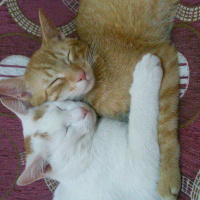 Van Kedisi, Kedi  Bızdık fotoğrafı