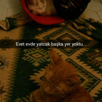 Van Kedisi, Kedi  Bızdık fotoğrafı