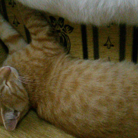 Tekir Kedi, Kedi  Fındık fotoğrafı