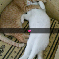 Tekir Kedi, Kedi  Fındık fotoğrafı