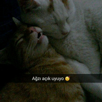 Tekir Kedi, Kedi  Fındık fotoğrafı