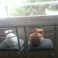 Tekir Kedi, Kedi  Fındık fotoğrafı