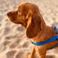 Amerikan Cocker Spaniel, Köpek  Odi fotoğrafı