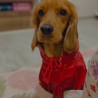 Amerikan Cocker Spaniel, Köpek  Odi fotoğrafı