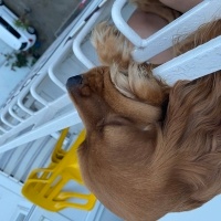 Amerikan Cocker Spaniel, Köpek  Odi fotoğrafı