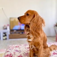 Amerikan Cocker Spaniel, Köpek  Odi fotoğrafı