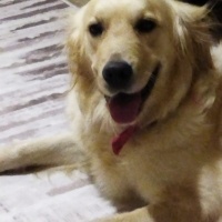 Golden Retriever, Köpek  Cesur fotoğrafı