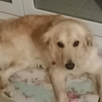 Golden Retriever, Köpek  Cesur fotoğrafı