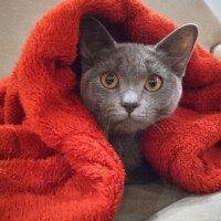 British Shorthair, Kedi  Pati fotoğrafı