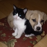 Amerikan Pitbull Terrier, Köpek  Paşa fotoğrafı