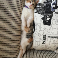Tekir Kedi, Kedi  Badem fotoğrafı