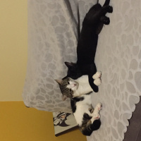 Tekir Kedi, Kedi  Badem fotoğrafı
