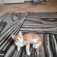 Tekir Kedi, Kedi  MANUT fotoğrafı