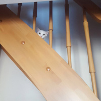 Ankara Kedisi, Kedi  Sakız fotoğrafı