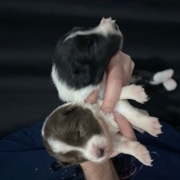 Border Collie, Köpek  yavru fotoğrafı