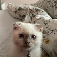 Scottish Fold, Kedi  Rıfkı fotoğrafı