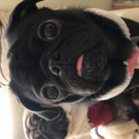 Pug, Köpek  Çiko fotoğrafı