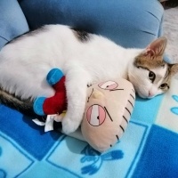 Tekir Kedi, Kedi  Yumak fotoğrafı