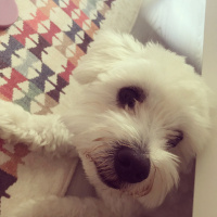 Maltese, Köpek  Pamuk fotoğrafı