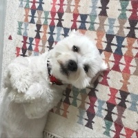Maltese, Köpek  Pamuk fotoğrafı
