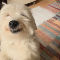 Maltese, Köpek  Pamuk fotoğrafı