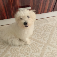 Maltese, Köpek  Pamuk fotoğrafı