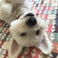Maltese, Köpek  Pamuk fotoğrafı