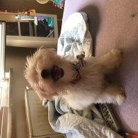 Maltese, Köpek  Pamuk fotoğrafı