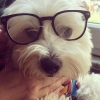Maltese, Köpek  Pamuk fotoğrafı