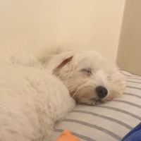 Maltese, Köpek  Pamuk fotoğrafı