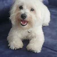 Maltese, Köpek  Pamuk fotoğrafı