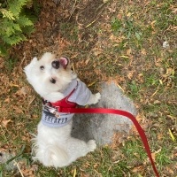 Maltese, Köpek  Pamuk fotoğrafı