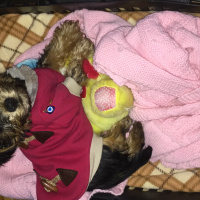Yorkshire Terrier, Köpek  Kontes  fotoğrafı