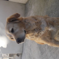 Golden Retriever, Köpek  Oscar fotoğrafı