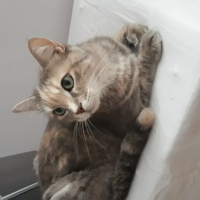 Tekir Kedi, Kedi  Jennifer fotoğrafı