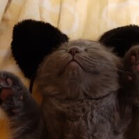 Scottish Fold, Kedi  Rıfkı fotoğrafı