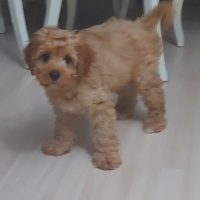 Maltese, Köpek  Tarçın fotoğrafı