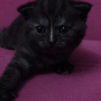 Scottish Fold, Kedi  SULTAN fotoğrafı