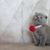 Scottish Fold, Kedi  Duman fotoğrafı