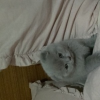 Scottish Fold, Kedi  Duman fotoğrafı