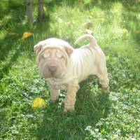 Çin Shar Pei, Köpek  Albay fotoğrafı