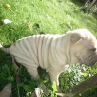 Çin Shar Pei, Köpek  Albay fotoğrafı