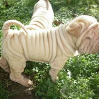 Çin Shar Pei, Köpek  Albay fotoğrafı