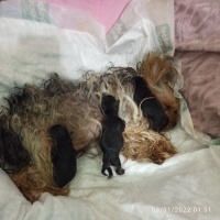 Yorkshire Terrier, Köpek  Alinca fotoğrafı