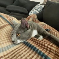 Tekir Kedi, Kedi  Odin fotoğrafı