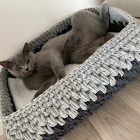 British Shorthair, Kedi  Gece fotoğrafı