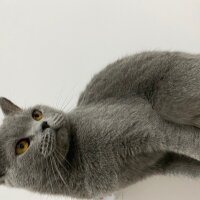 British Shorthair, Kedi  Gece fotoğrafı