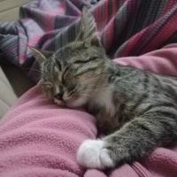 Tekir Kedi, Kedi  Fıstık fotoğrafı