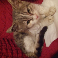 Tekir Kedi, Kedi  Bulut fotoğrafı